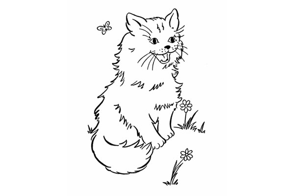 Katt 12