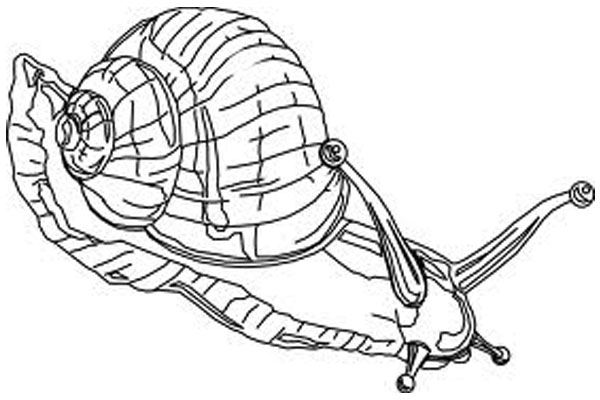 Snigel 06