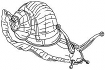 Snigel 06