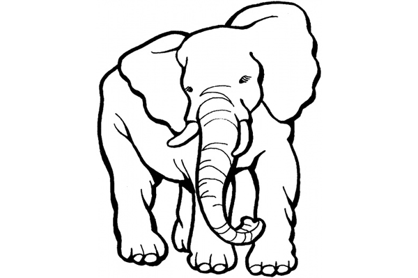 Elefant