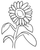 Solros
