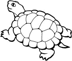 Sköldpadda 2